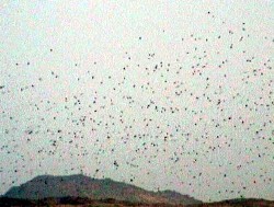 Locust swarm, arriving in Egypt from Sudan 2004.03.02